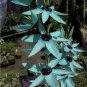 Ixia Viridiflora 1 PCS Seeds
