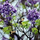 Jacaranda Mimosifolia Tree 50 PCS Seeds