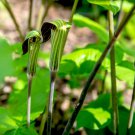 Jack in The Pulpit Seeds Stunning in Your Shady Woodland Garden Easy 30 PCS Seeds Jack in The Pulpit Seeds Stunning in Your Shady Woodland Garden Easy 30 PCS Seeds