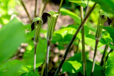 Jack in The Pulpit Seeds Stunning in Your Shady Woodland Garden Easy 30 PCS Seeds