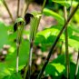 Jack in The Pulpit Seeds Stunning in Your Shady Woodland Garden Easy 30 PCS Seeds