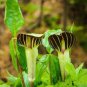 Jack in The Pulpit Seeds Stunning in Your Shady Woodland Garden Easy 30 PCS Seeds