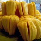 Jackfruit 5 PCS Seeds Jackfruit 5 PCS Seeds
