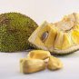 Jackfruit 5 PCS Seeds