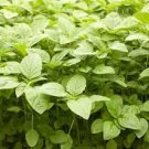 Jamaican CALLALOO 100 PCS Seeds