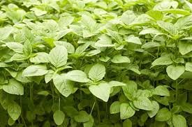 Jamaican CALLALOO 100 PCS Seeds