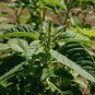 Jamaican CALLALOO 100 PCS Seeds