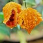 Jamaican Cerasee Gold Bitter Melon 6 PCS Seeds