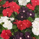 Jams 'N Jellies American Pie Mixture Vinca 10 PCS Seeds Jams 'N Jellies American Pie Mixture Vinca 10 PCS Seeds