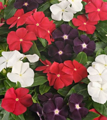 Jams 'N Jellies American Pie Mixture Vinca 10 PCS Seeds