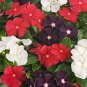 Jams 'N Jellies American Pie Mixture Vinca 10 PCS Seeds