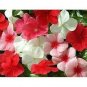 Jams 'N Jellies American Pie Mixture Vinca 10 PCS Seeds