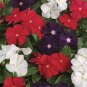 Jams 'N Jellies American Pie Mixture Vinca 10 PCS Seeds
