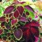 Janpanese Bonsai Coleus Plant Rainbow Dragon Foliage Plant 100 PCS Seeds