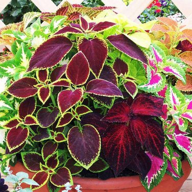 Janpanese Coleus Blumei 50 PCS Seeds
