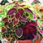 Janpanese Coleus Blumei 50 PCS Seeds