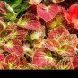 Janpanese Coleus Blumei 50 PCS Seeds