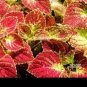 Janpanese Coleus Blumei 50 PCS Seeds