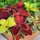 Janpanse Bonsai Coleus Plant Rainbow Dragon Foliage Plants 100 PCS Seeds