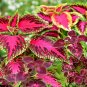 Janpanse Bonsai Coleus Plant Rainbow Dragon Foliage Plants 100 PCS Seeds