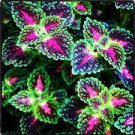 Janpanse Bonsai Coleus Plants 100 PCS Seeds