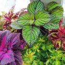 Janpanse Colorful Coleus 50 PCS Seeds