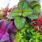 Janpanse Colorful Coleus 50 PCS Seeds