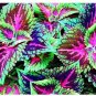 Janpanse Colorful Coleus 50 PCS Seeds