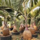 Japan Blue Bottle Palm Plants Multi-Color Exotic Plants Tree Balcony Bonsai 20 PCS Seeds Japan Blue Bottle Palm Plants Multi-Color Exotic Plants Tree Balcony Bonsai 20 PCS Seeds