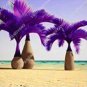 Japan Blue Bottle Palm Plants Multi-Color Exotic Plants Tree Balcony Bonsai 20 PCS Seeds