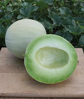 Japan Maite Sweet Melon Seeds Very Delicious Muskmelon 100 PCS Seeds