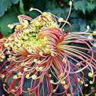 Japan Spider Chrysanthemums Flowers 100 PCS Seeds