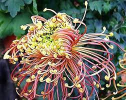 Japan Spider Chrysanthemums Flowers 100 PCS Seeds