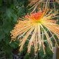 Japan Spider Chrysanthemums Flowers 100 PCS Seeds