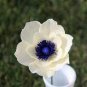 Japanese Anemone Flower Seeds Planting Office Miniplants 50 PCS Seeds