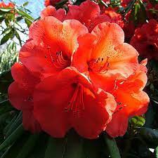 Japanese Azalea Rhododendron Azalea 20 PCS Seeds