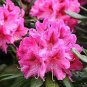 Japanese Azalea Rhododendron Azalea 20 PCS Seeds