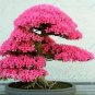 Japanese Azalea Rhododendron Azalea 20 PCS Seeds