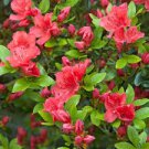 Japanese Azalea Rhododendron Azalea Perennial Flowers Seeds Pink Flowers 20 PCS Seeds