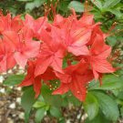 Japanese Azalea Seeds Dark Red Rhododendron Azalea Flowers 100 PCS Seeds Japanese Azalea Seeds Dark Red Rhododendron Azalea Flowers 100 PCS Seeds