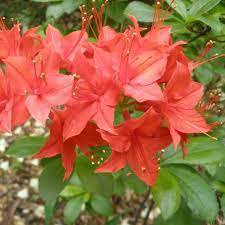 Japanese Azalea Seeds Dark Red Rhododendron Azalea Flowers 100 PCS Seeds