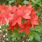 Japanese Azalea Seeds Dark Red Rhododendron Azalea Flowers 100 PCS Seeds