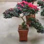 Japanese Azalea Seeds Dark Red Rhododendron Azalea Flowers 100 PCS Seeds
