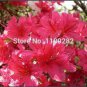 Japanese Azalea Seeds Dark Red Rhododendron Azalea Flowers 100 PCS Seeds