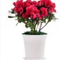 Japanese Azalea Seeds Dark Red Rhododendron Azalea Flowers 100 PCS Seeds