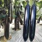 Japanese Black Long Eggplant 1000 PCS Seeds
