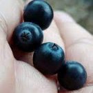 Japanese Black Persimmon Rare Species Fruit Tree 29 PCS Seeds
