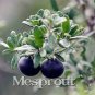 Japanese Black Persimmon Rare Species Fruit Tree 29 PCS Seeds