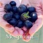 Japanese Black Persimmon Rare Species Fruit Tree 29 PCS Seeds