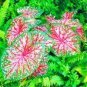 Japanese Caladium Bicolor 100 PCS Seeds